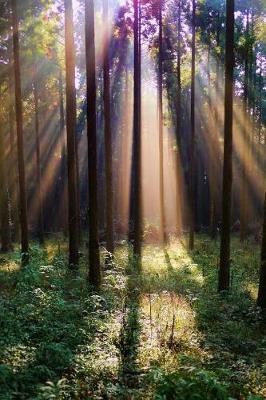 Book cover for Sunlight Shining into a Japanese Forest Journal