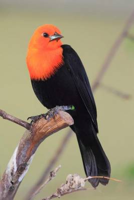 Book cover for Scarlet-Headed Blackbird Journal