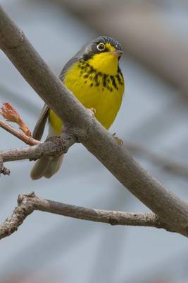 Book cover for Canada Warbler Journal