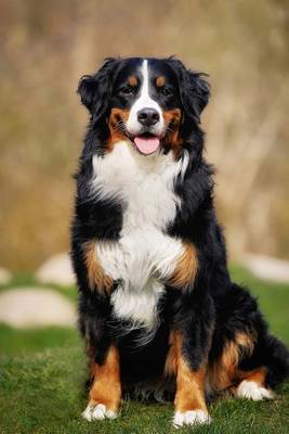 Book cover for Bernese Mountain Dog Journal