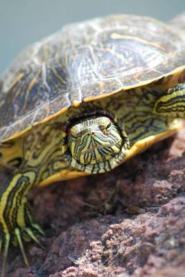 Book cover for Turtle Portrait Journal