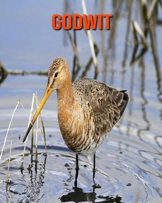 Book cover for Godwit