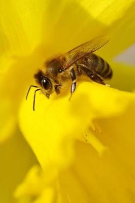 Book cover for Honey Bee on a Yellow Daffodil Flower Journal