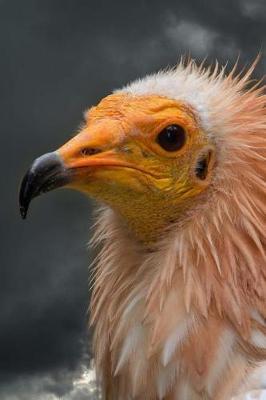 Book cover for Egyptian Vulture Journal