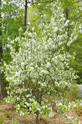 Cover of 2019 Daily Planner Springtime Two Flowering Trees In Bloom 384 Pages