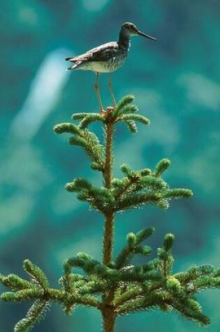 Cover of Lesser Yellowlegs Bird Standing on Top of a Pine Tree Journal