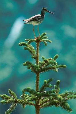 Book cover for Lesser Yellowlegs Bird Standing on Top of a Pine Tree Journal