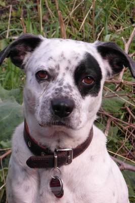 Book cover for Darling Mixed Breed Black and White Dog Journal