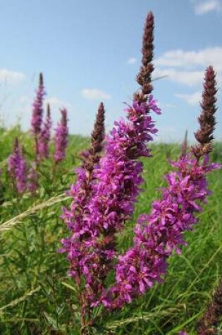 Cover of Lythrum Salicaria Purple Loosestrife Flowers Blooming in a Field