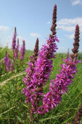 Book cover for Lythrum Salicaria Purple Loosestrife Flowers Blooming in a Field