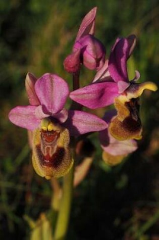 Cover of Orchid Ophrys Tenthredinifera Bloom, for the Love of Flowers