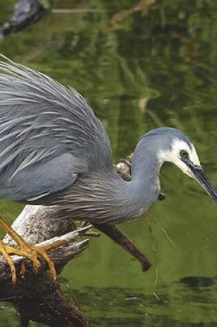 Cover of White Face Heron Fishing at the Stream Journal