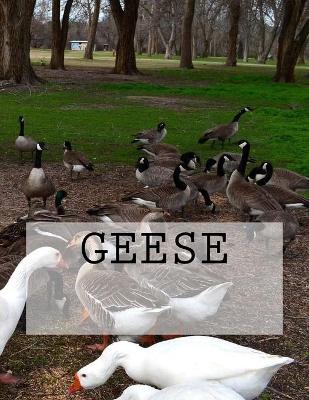 Book cover for Geese