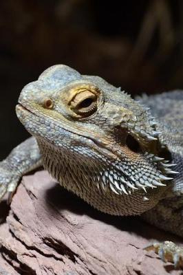 Book cover for Portrait of a Bearded Dragon Lizard Journal