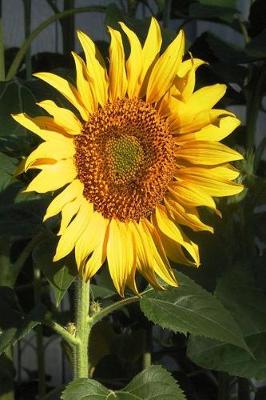 Book cover for Floral Journal Yellow Sunflower