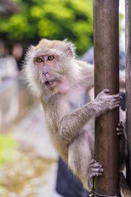 Book cover for Macaque Monkey in Thailand Journal