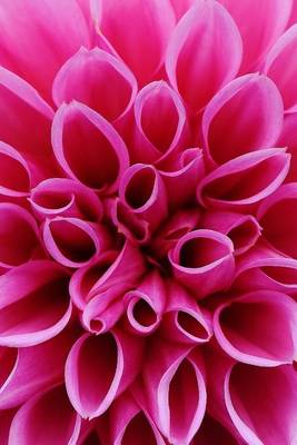 Book cover for Close-Up of a Purple Dahlia Flower Blooming