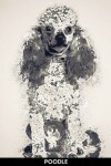 Book cover for Poodle