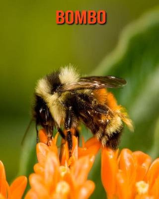 Book cover for Bombo