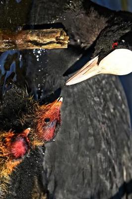 Book cover for Mama Coot Bird and Her Babies Journal