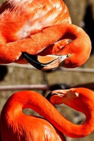 Cover of A Beautiful Pink Flamingo Pair Journal