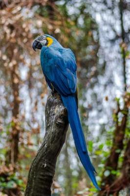 Book cover for A Wild Blue and Gold Macaw Journal