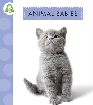 Book cover for Animal Babies