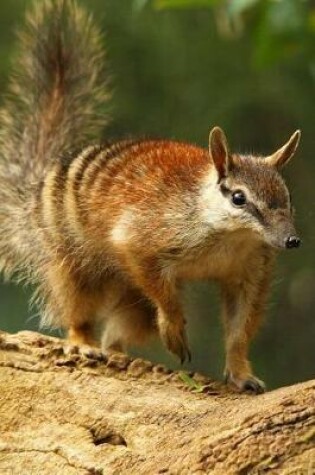 Cover of Numbat (Myrmecobius fasciatus) in Western Australia