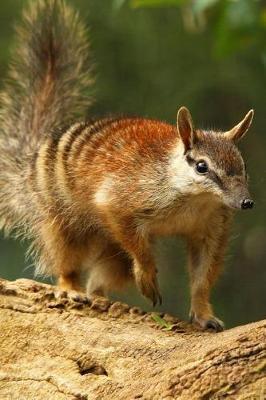 Book cover for Numbat (Myrmecobius fasciatus) in Western Australia