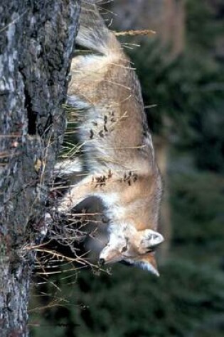 Cover of A Coyote in Glacier National Park, Montana