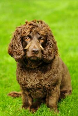 Book cover for Boykin Spaniel