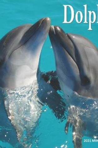 Cover of Dolphin