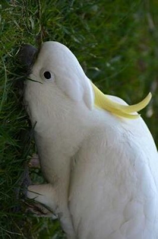 Cover of Cockatoo Foraging in the Grass Journal