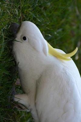 Book cover for Cockatoo Foraging in the Grass Journal