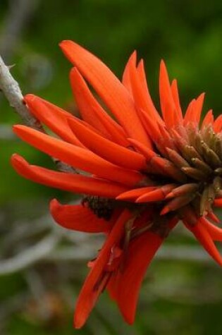 Cover of Korallenbaum-Tree Bloom in South Africa, for the Love of Flowers