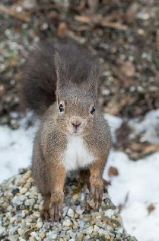 Cover of Squirrel Animal Journal