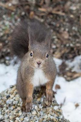 Book cover for Squirrel Animal Journal