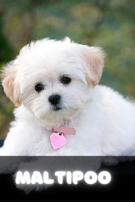 Book cover for Maltipoo