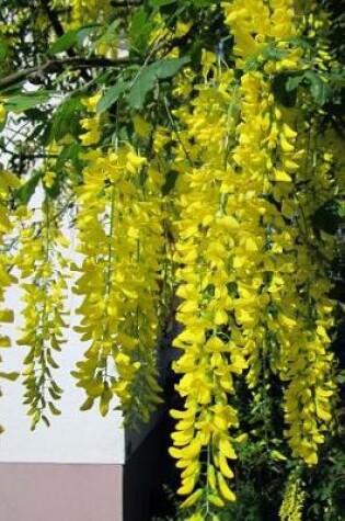 Cover of A Cascade of Leaves on a Laburnum Golden Chain Tree Journal