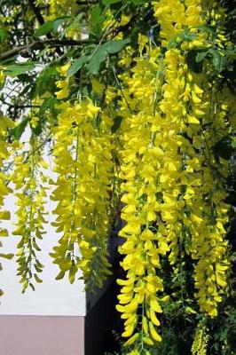 Book cover for A Cascade of Leaves on a Laburnum Golden Chain Tree Journal