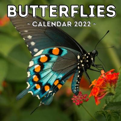 Cover of Butterflies Calendar 2022