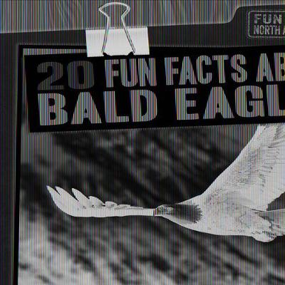 Book cover for 20 Fun Facts about Bald Eagles
