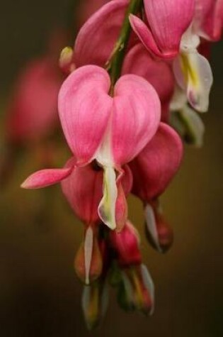 Cover of Bleeding Hearts (Lamprocapnos Spectabilis) Journal