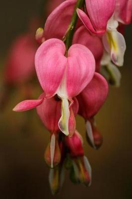 Book cover for Bleeding Hearts (Lamprocapnos Spectabilis) Journal