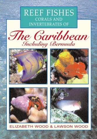 Book cover for Reef Fishes Corals and Invertebrates of the Caribbean