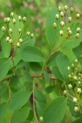 Book cover for 2020 Weekly Planner White Flower Buds Tree Leaves 134 Pages