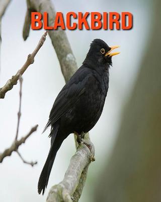 Book cover for Blackbird