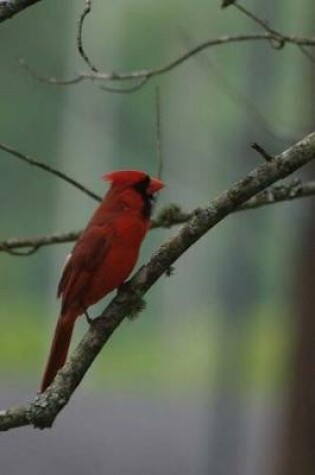 Cover of Northern Cardinal Perched in a Tree Journal