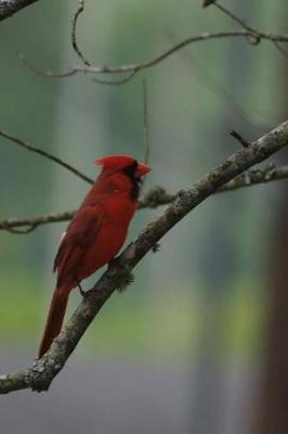 Book cover for Northern Cardinal Perched in a Tree Journal