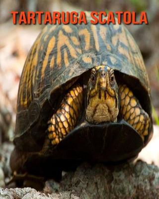 Book cover for Tartaruga scatola